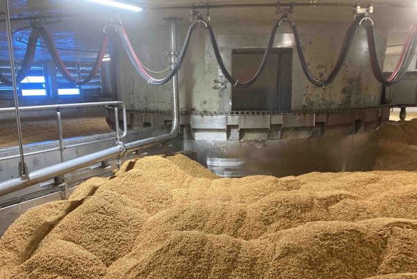 A large industrial malt house floor covered with heaps of grain features overhead curved conduits and processing equipment.